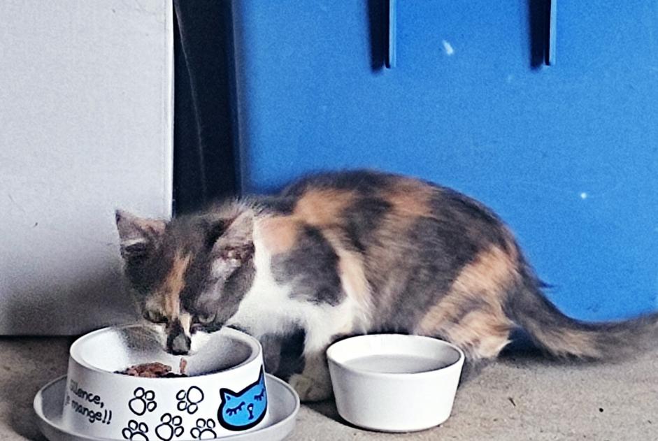 Fundmeldung Katze Weiblich , Zwischen 1 und 3 Monaten Trélazé Frankreich