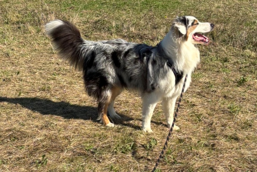 Disappearance alert Dog  Male , 1 years Chemillé-en-Anjou France