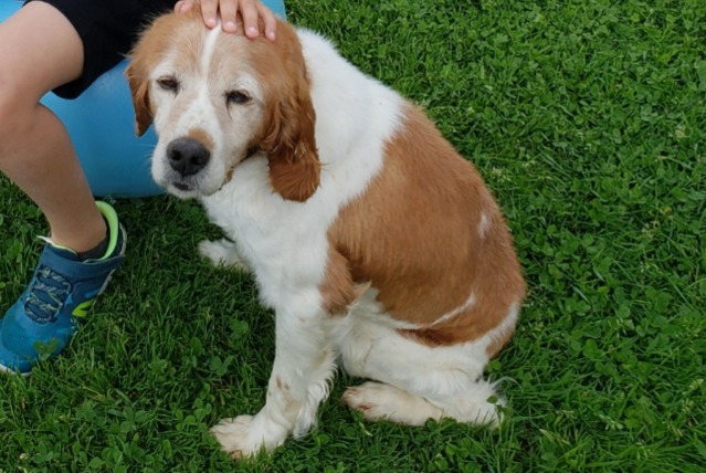 Alerte Disparition Chien  Mâle , 13 ans Grez-Neuville France