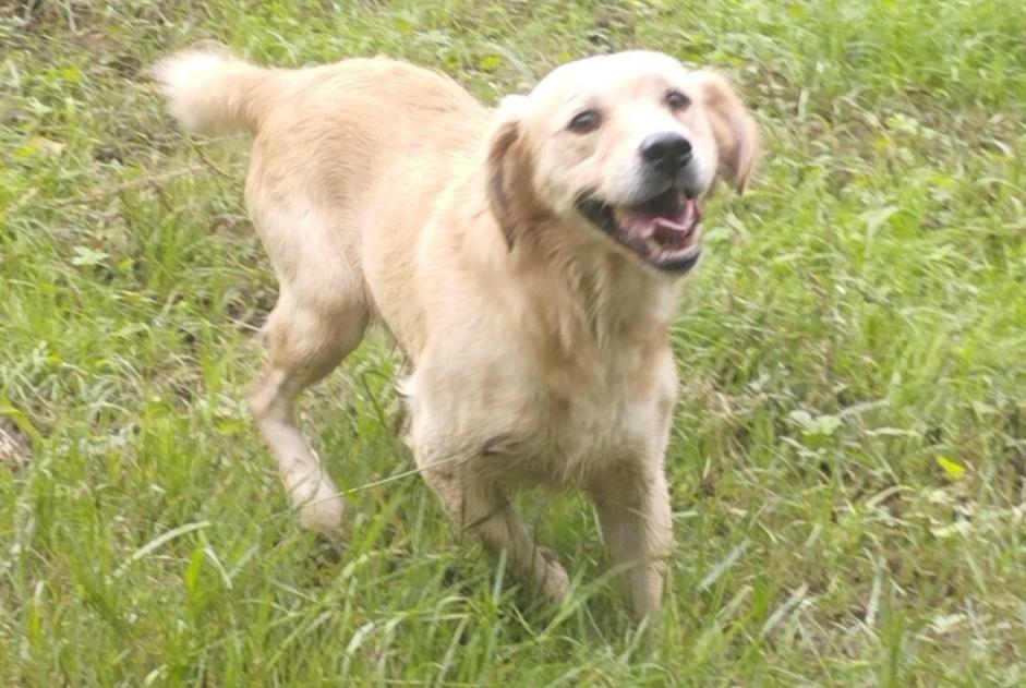 Alerte Découverte Chien  Mâle Aiguillon France