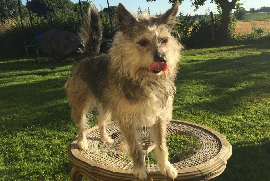 Avviso scomparsa Cane incrocio di razze Femmina , 7 anni Bézancourt Francia