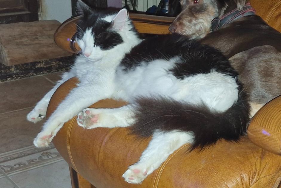 Avviso scomparsa Gatto Maschio , 3 anni Lorcy Francia