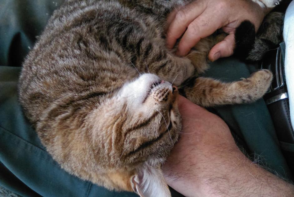 Avviso scomparsa Gatto  Maschio , 16 anni Kervignac Francia