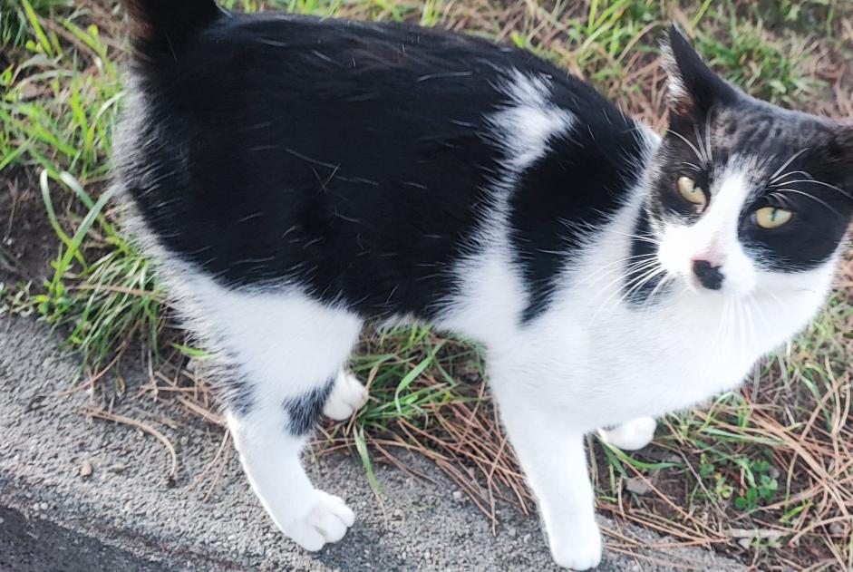 Avviso Ritrovamento Gatto Maschio La Louvière Belgio