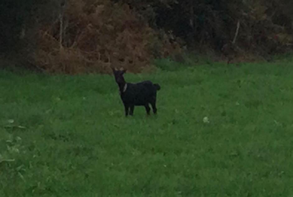 Ontdekkingsalarm Geit Vrouwtje Vire-Normandie Frankrijk