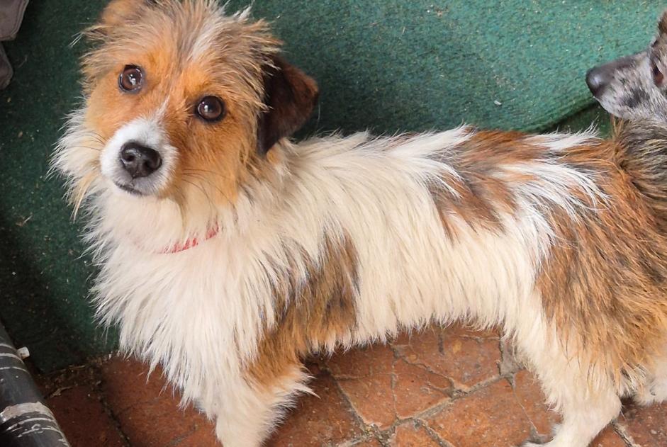 Ontdekkingsalarm Hond Mannetje Saint-Brisson-sur-Loire Frankrijk